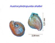 Austrocylindropuntia shaferi.jpg